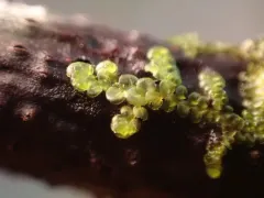 Frullania franciscana thumbnail 2