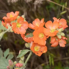 Munro's Globemallow thumbnail 4