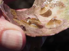 Calyptraea fastigiata thumbnail 2