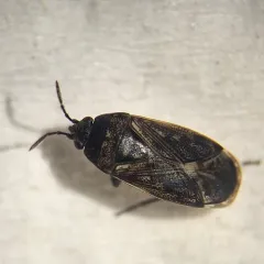 Peritrechus convivus thumbnail 4