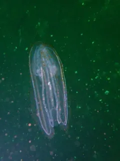 Leucothea pulchra thumbnail 2