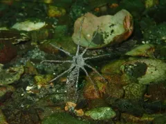 windmill worm thumbnail 2