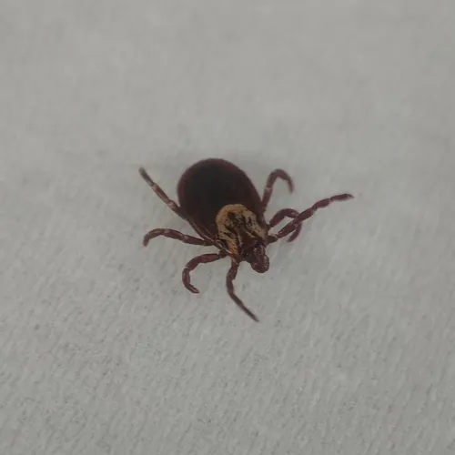 American Dog Tick