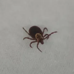 American Dog Tick thumbnail 1