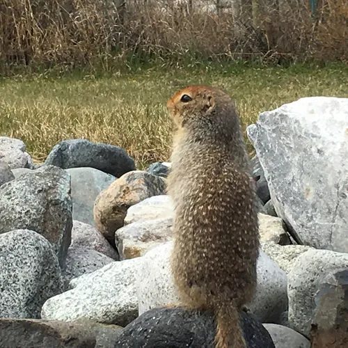 Arctic Ground Squirrel