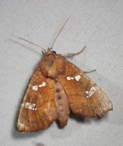 Hop-gall Borer Moth thumbnail 4