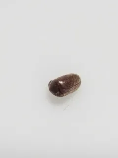 Tobacco Beetle thumbnail 3