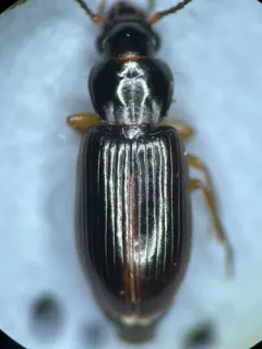 Leconte's Ground Beetle thumbnail 2
