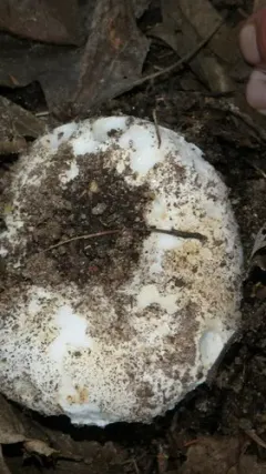 milk-white brittlegill thumbnail 4