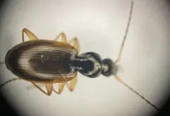Agonum palustre thumbnail 4