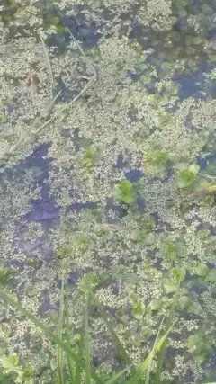 lesser duckweed thumbnail 3