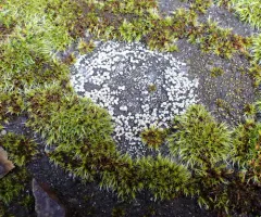 Chiseled Sunken Disk Lichen thumbnail 3