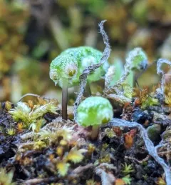 Thin Starwort thumbnail 3