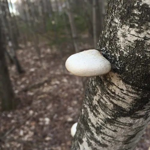 birch polypore