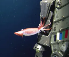 Clawed Gonate Squid thumbnail 2