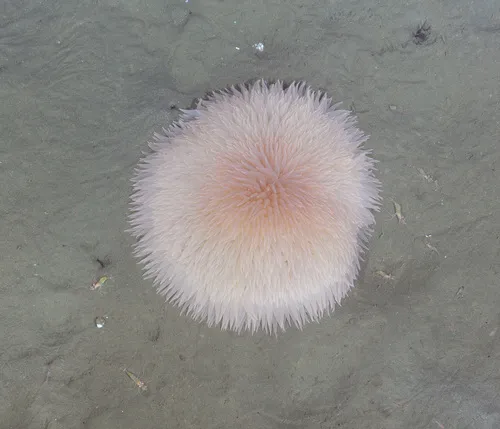 Pom-pom Anemone