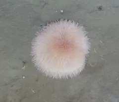 Pom-pom Anemone thumbnail 1