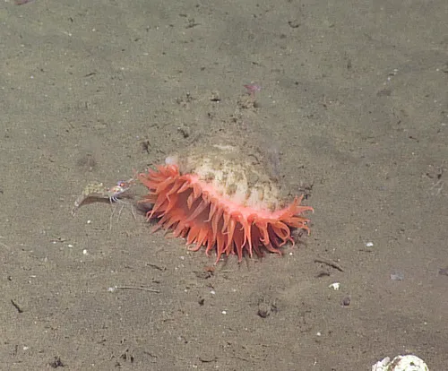 Reticulate Anemone