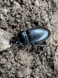 Harpalus fraternus thumbnail 4