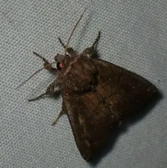 Coneflower Borer Moth thumbnail 3