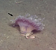 Corallimorphus pilatus thumbnail 2