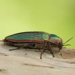 Golden Buprestid Beetle thumbnail 2