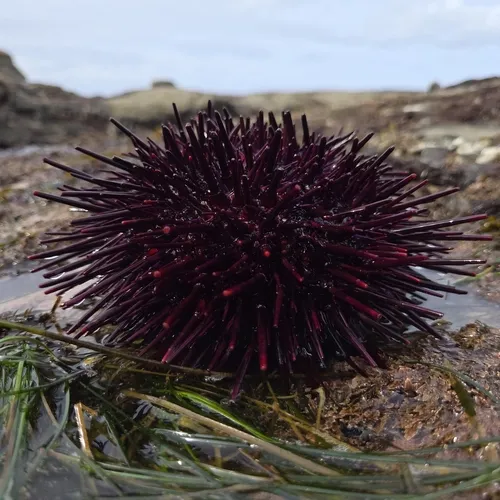 Red Sea Urchin