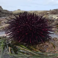 Red Sea Urchin thumbnail 1