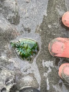 Manania handi thumbnail 2