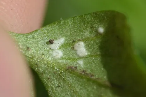 Albugo hohenheimia