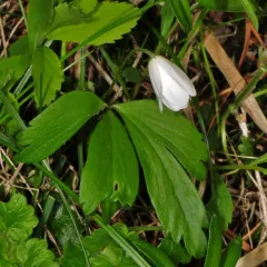 wood anemone thumbnail 1