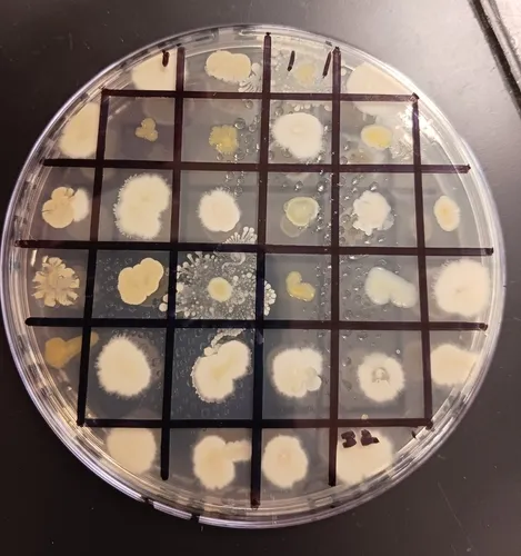 Lysinibacillus fusiformis