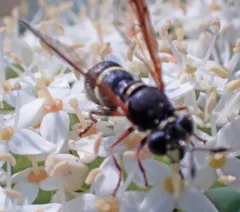 Northern Wasp Fly thumbnail 3