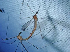 Geranomyia communis thumbnail 3
