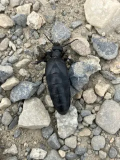Meloe bitoricollis thumbnail 2