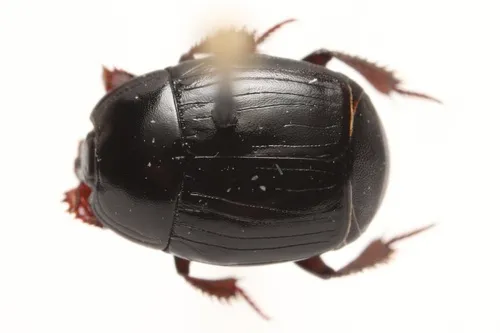 Margarinotus interruptus
