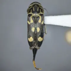 Eight-spotted Tumbling Flower Beetle thumbnail 2