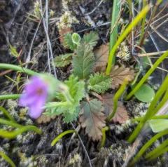 Mediterranean Stork's-bill thumbnail 3