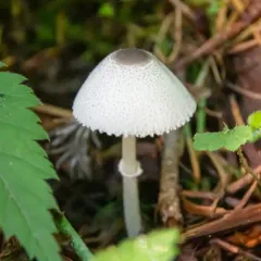 Skullcap Dapperling thumbnail 3