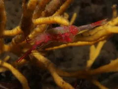 Slender Coastal Shrimp thumbnail 2