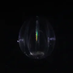 Dryodora glandiformis thumbnail 2