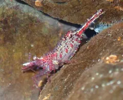 Kincaid Coastal Shrimp thumbnail 2