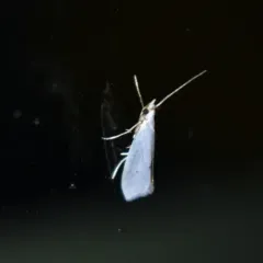 Eucalantica polita thumbnail 2