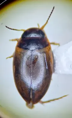 Sanfilippodytes pseudovilis thumbnail 2