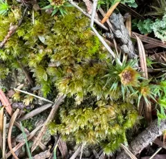 Capillary Thread-moss thumbnail 3