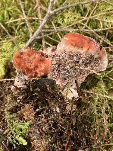 Hydnellum diabolus