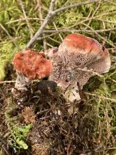 Hydnellum diabolus thumbnail 1