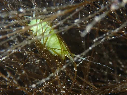 Ampithoe valida
