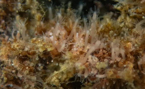 Rhizogeton nudus