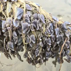Pelagic Gooseneck Barnacle thumbnail 3